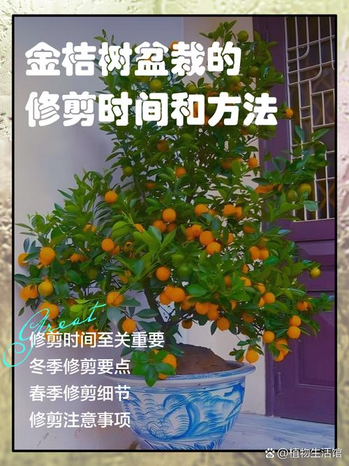 金桔盆栽种植方法