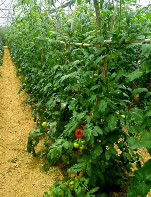 Autumn tomato shed cultivation techniques