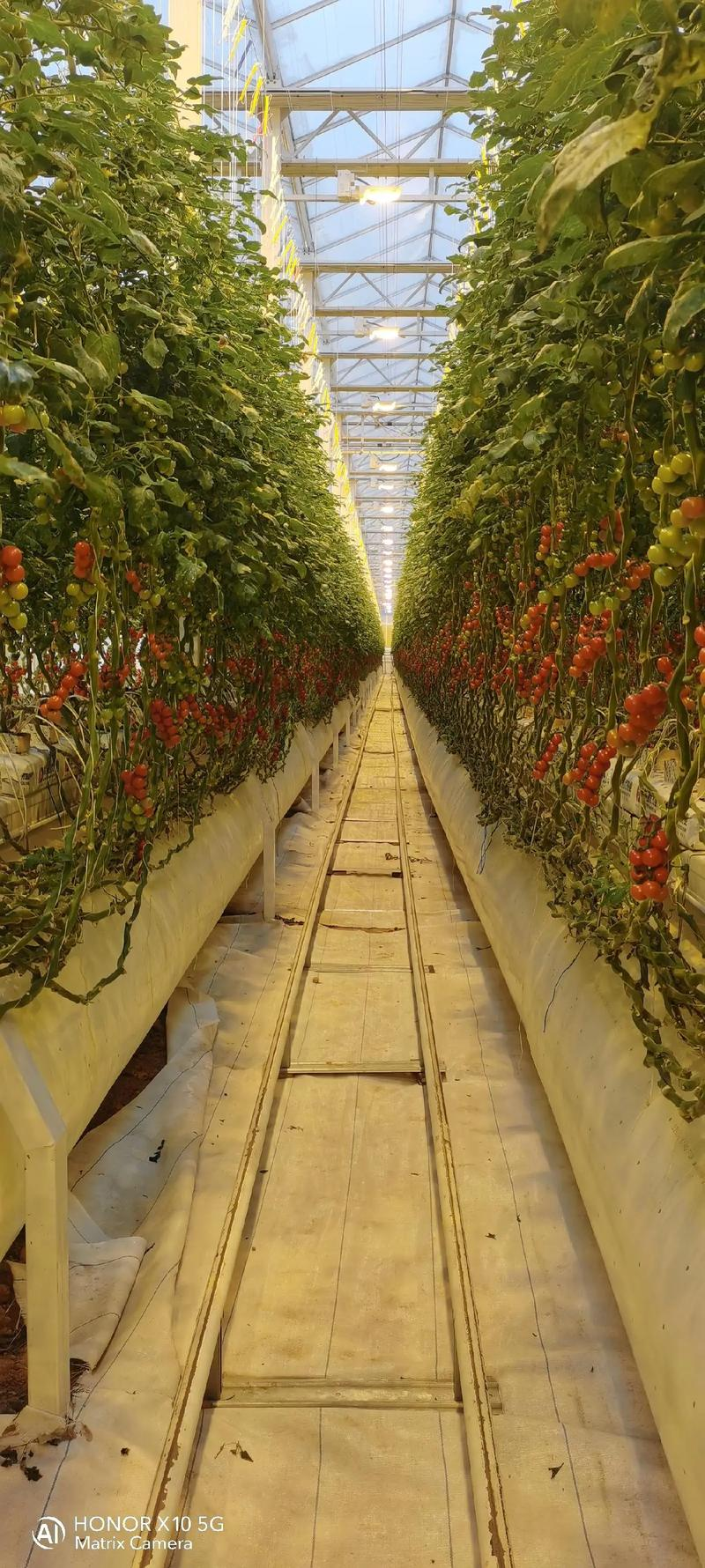 Autumn tomato shed cultivation techniques