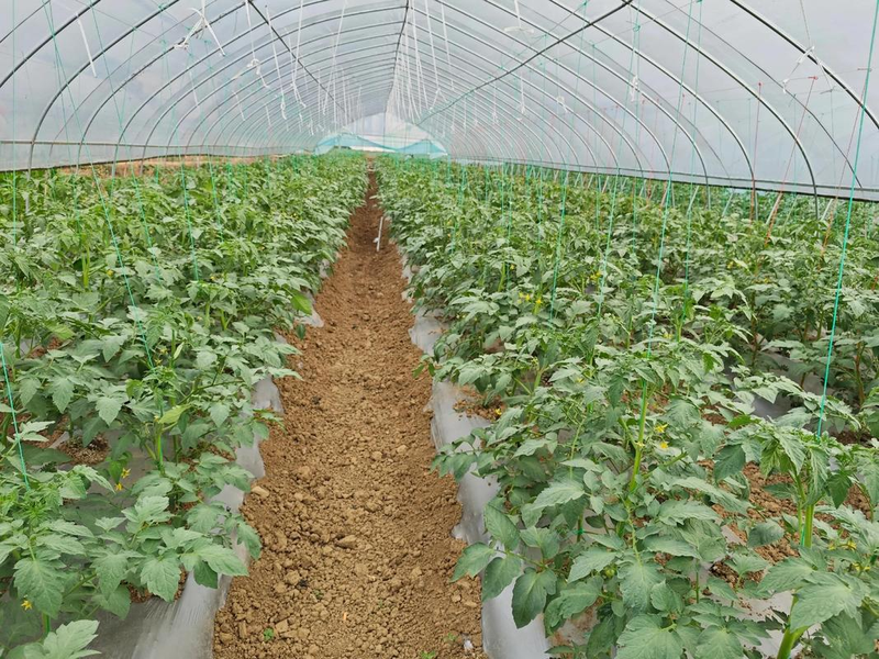 Autumn tomato shed cultivation techniques