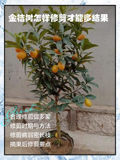 金桔盆栽种植方法