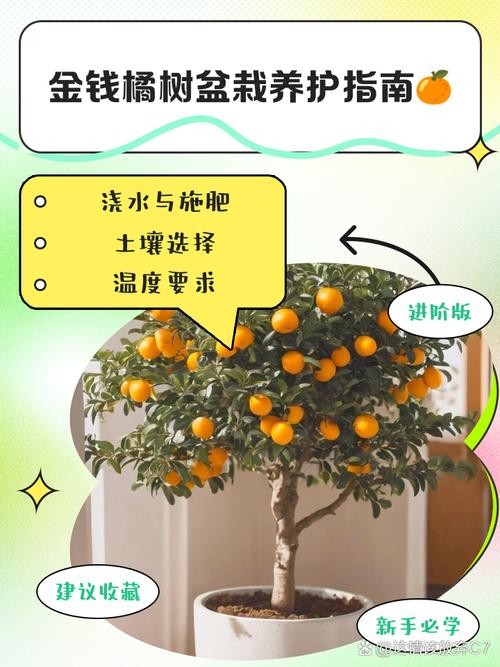 金桔盆栽种植方法