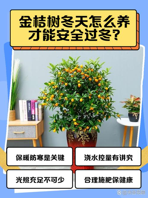 金桔盆栽种植方法
