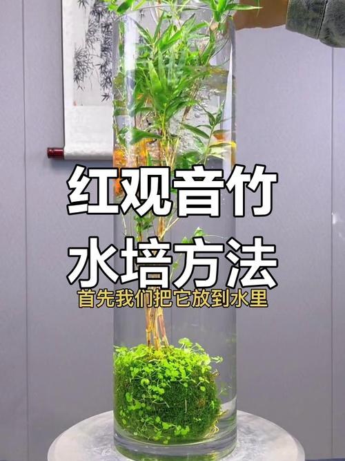 The method of planting bamboo seeds