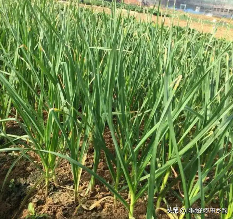 Family garlic farming techniques