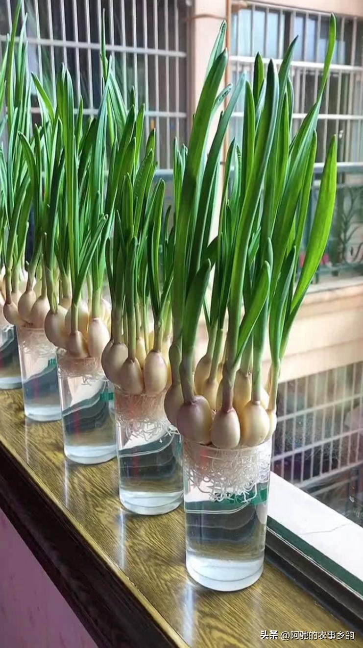 Family garlic farming techniques