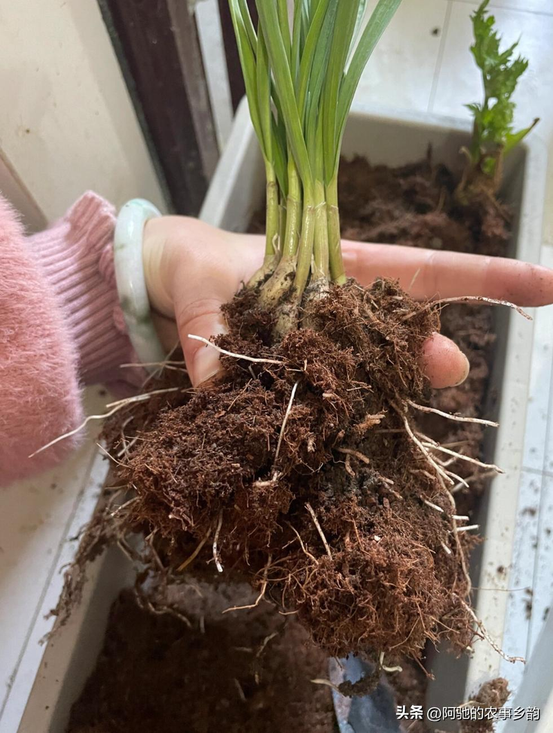 Family garlic farming techniques