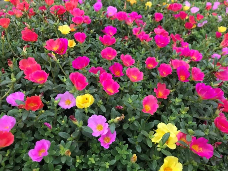 太阳花怎么种植方法