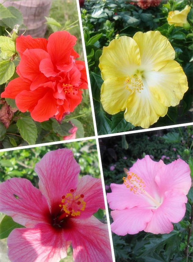 太阳花怎么种植方法