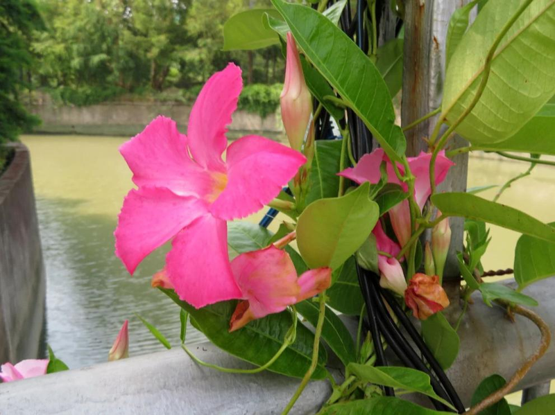 太阳花怎么种植方法