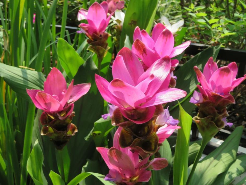 太阳花怎么种植方法