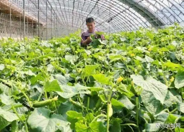 秦皇岛：这个村庄，把小黄瓜“种”进了全国“一村一品”名单