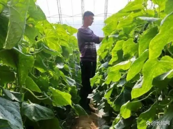 旱黄瓜种植技术