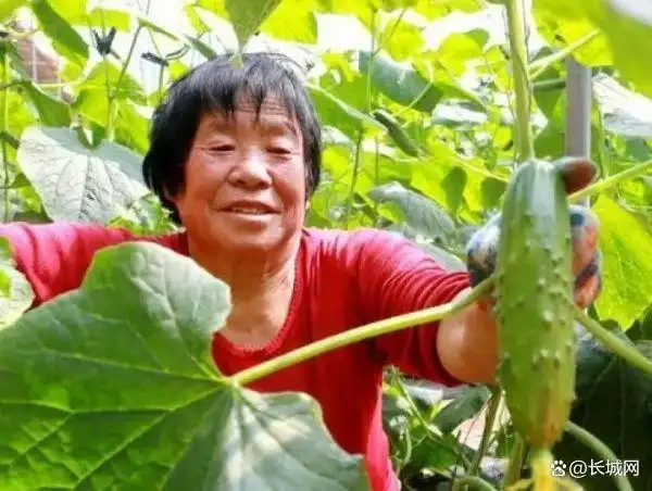 旱黄瓜种植技术