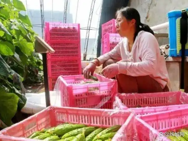 旱黄瓜种植技术