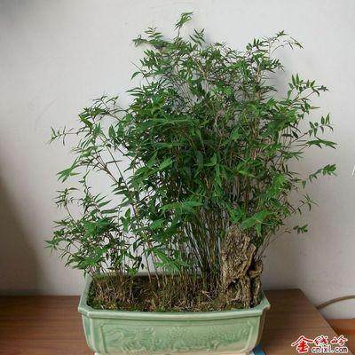 The method of planting bamboo seeds