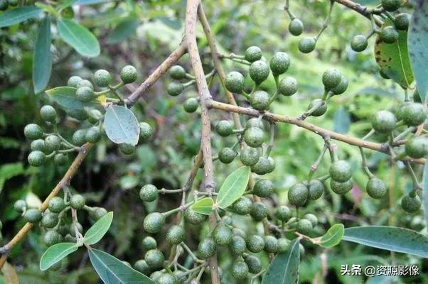 Gye park plantation technology