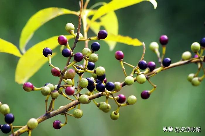 Gye park plantation technology