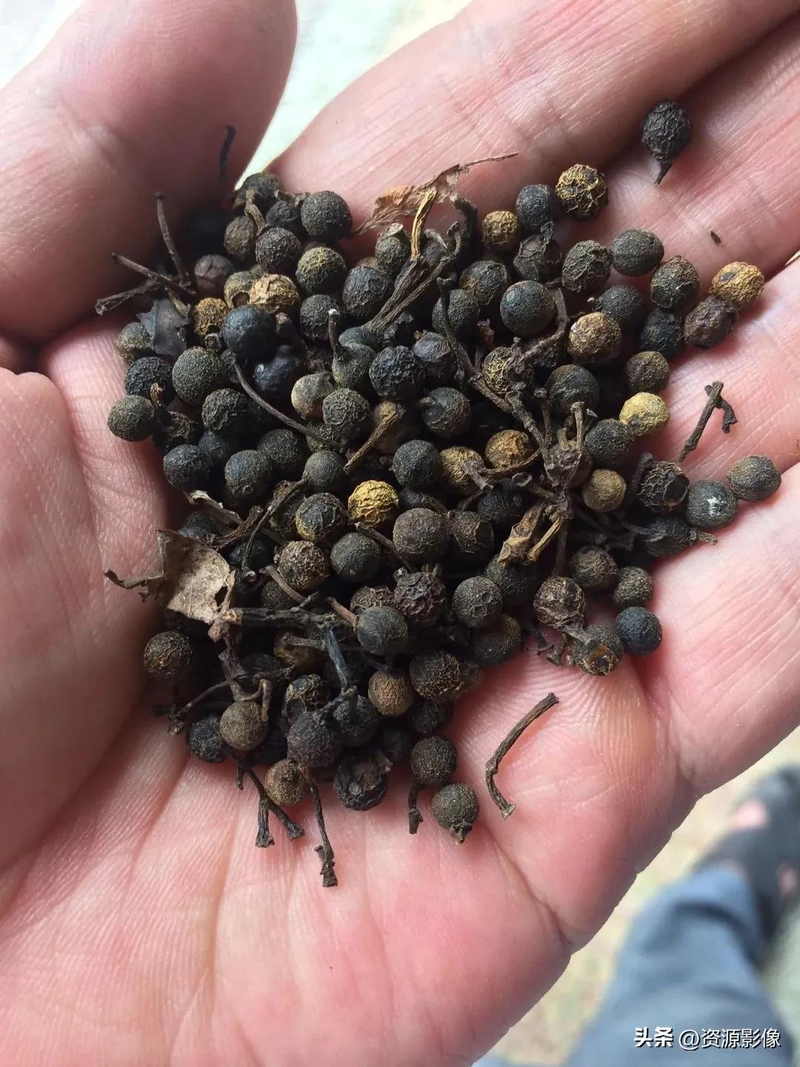 Gye park plantation technology