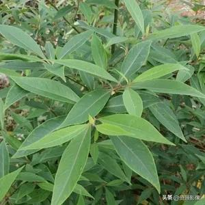 Gye park plantation technology