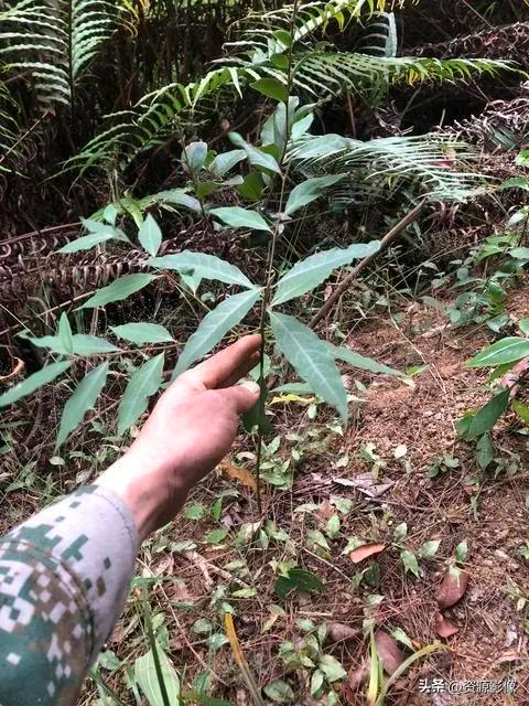 Gye park plantation technology