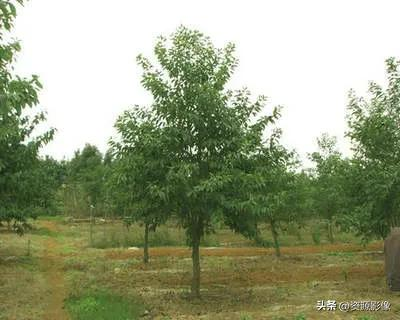 Gye park plantation technology