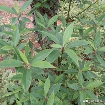 Gye park plantation technology