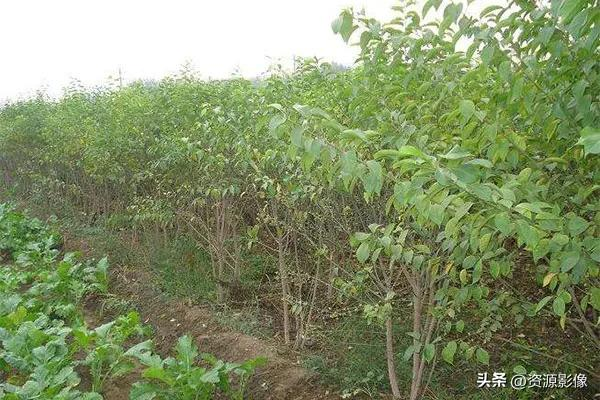 Gye park plantation technology