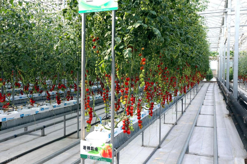 Autumn tomato shed cultivation techniques