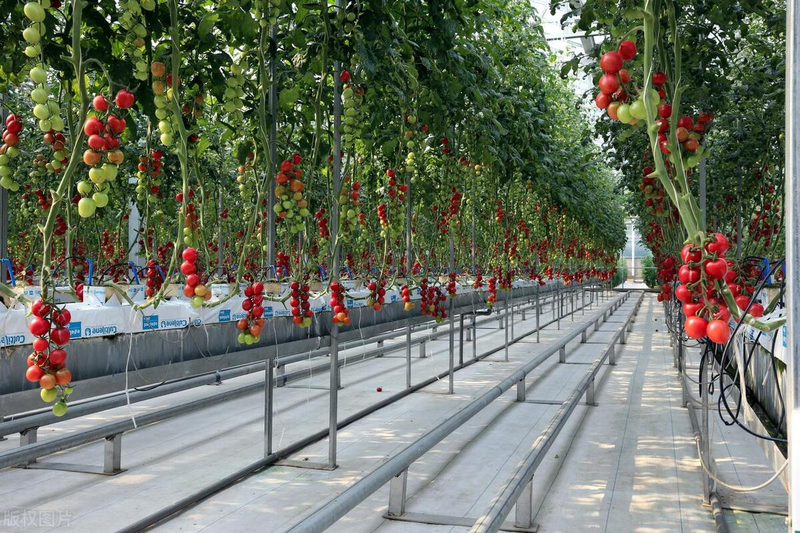 Autumn tomato shed cultivation techniques