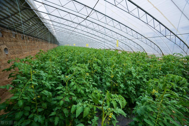 Autumn tomato shed cultivation techniques