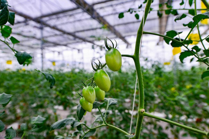 Autumn tomato shed cultivation techniques