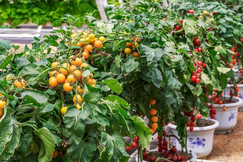 Autumn tomato shed cultivation techniques