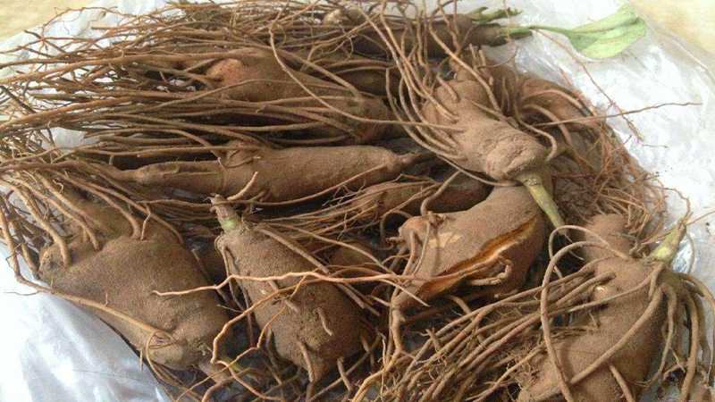 The technique of cultivation of chinese white art