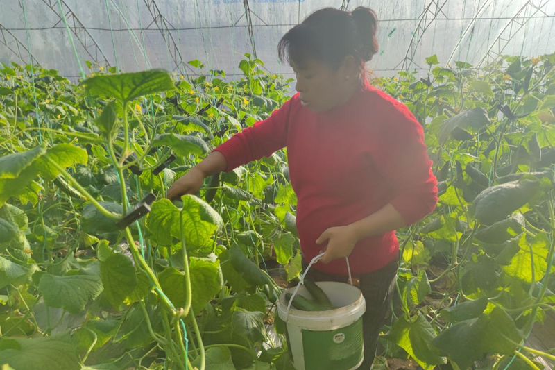 旱黄瓜种植技术