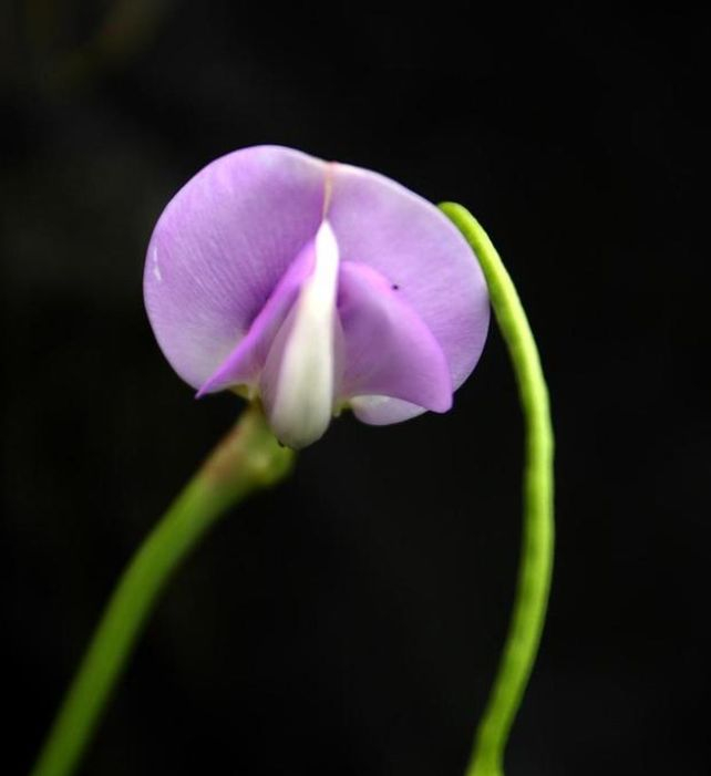 Four seasons of bean cultivation technology and management