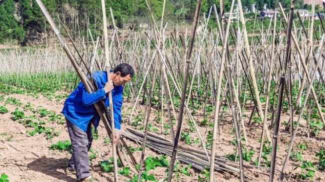 Four seasons of bean cultivation technology and management