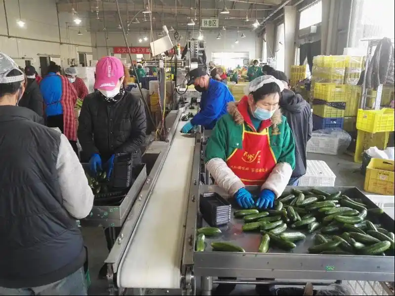 旱黄瓜种植技术