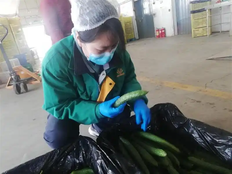 旱黄瓜种植技术