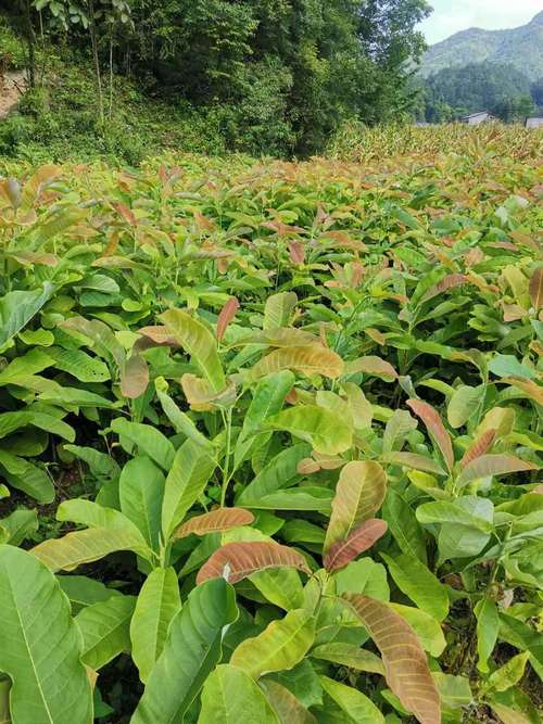 Gye park plantation technology