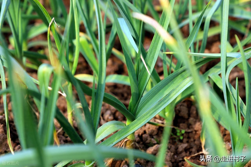 家庭大蒜种植技术