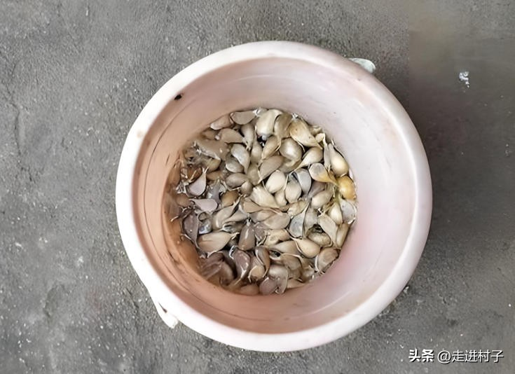 家庭大蒜种植技术