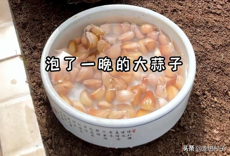 家庭大蒜种植技术