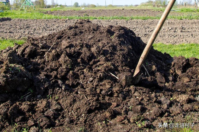 家庭大蒜种植技术