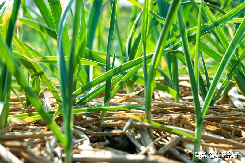 家庭大蒜种植技术
