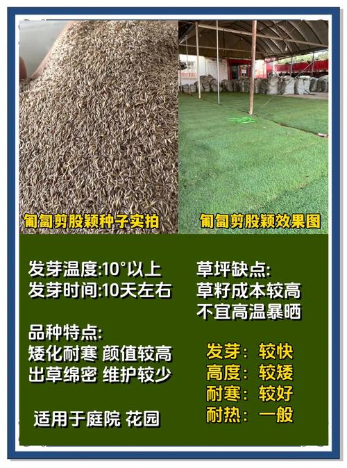 How do you grow grass seeds