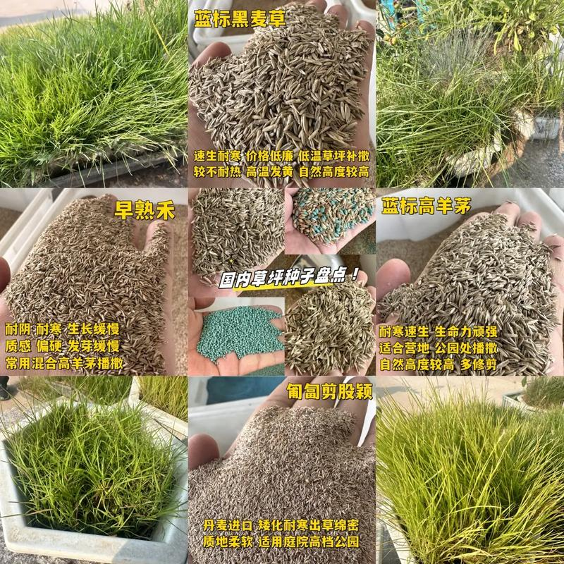 How do you grow grass seeds
