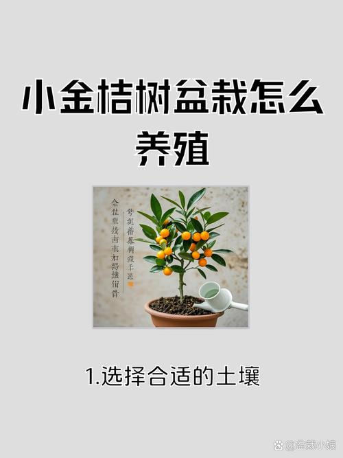 金桔盆栽养殖办法和注意 金桔盆栽养植方法