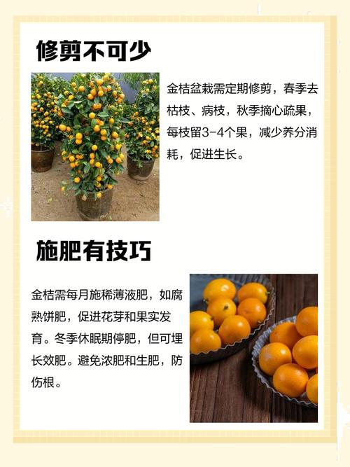 金桔盆栽种植方法