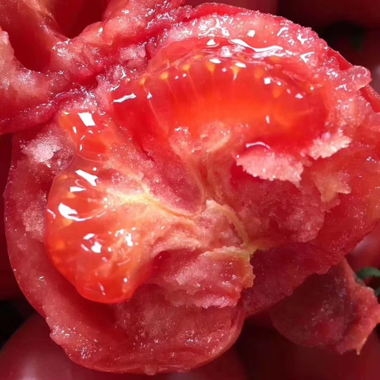 Autumn tomato shed cultivation techniques